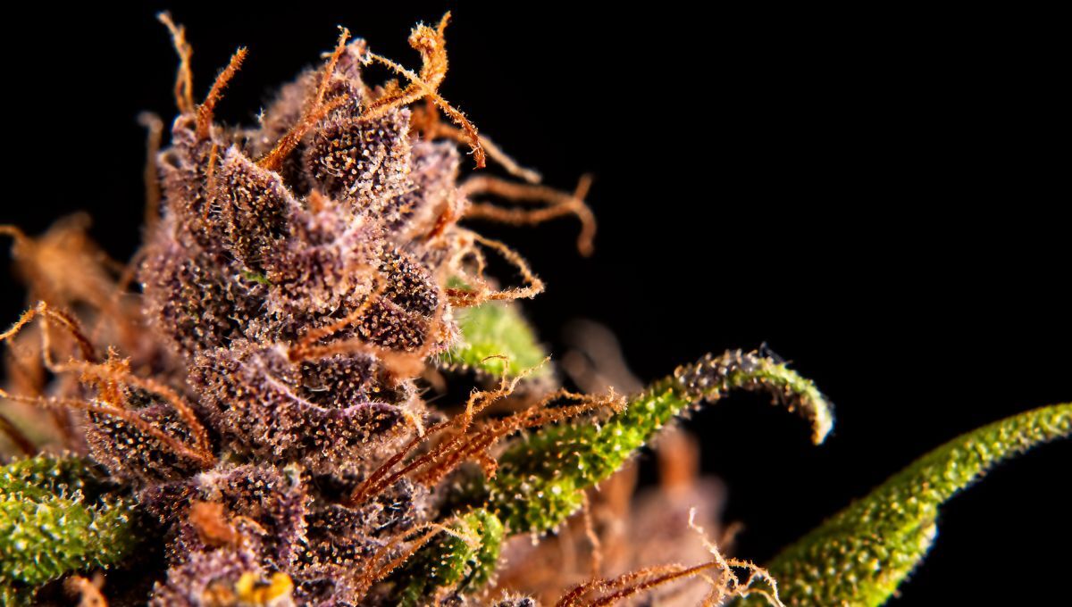 Stress Thermique chez le Cannabis