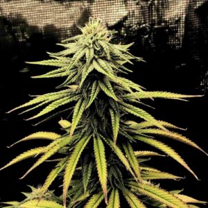 CBD Swiss Chocolate
