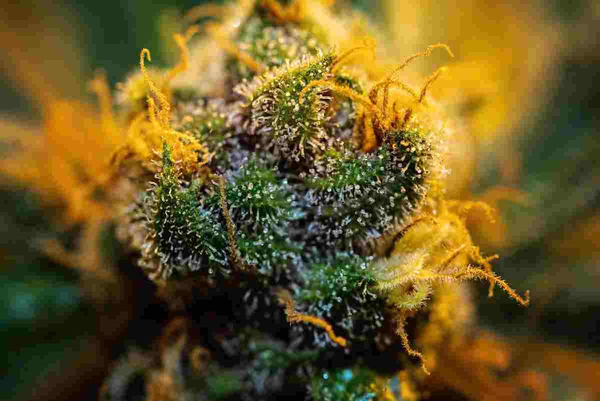 Cannabis sans THC