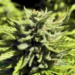 Raspberry Glue