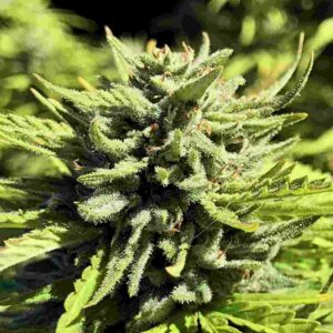 Raspberry Glue