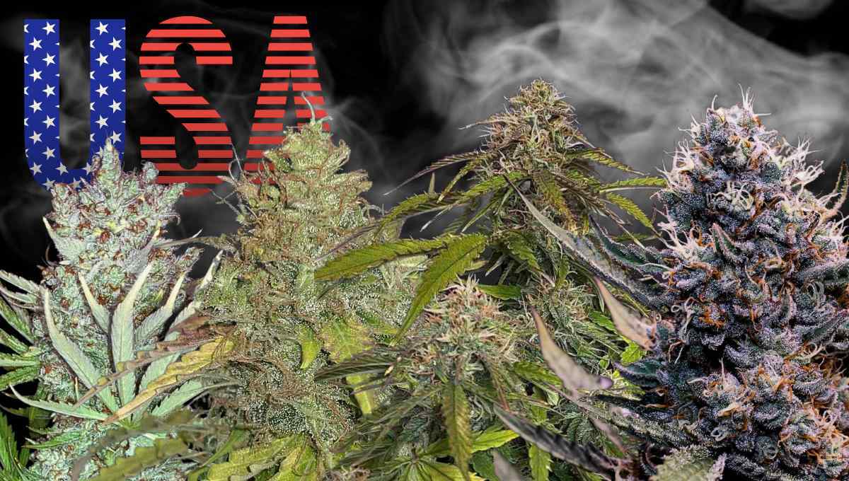 Stress Thermique chez le Cannabis