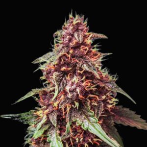 Purple Haze Auto