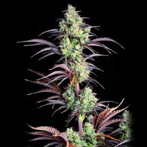 Mimosa Auto Weed Strain