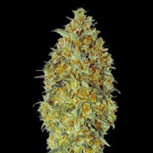Biodiesel Auto