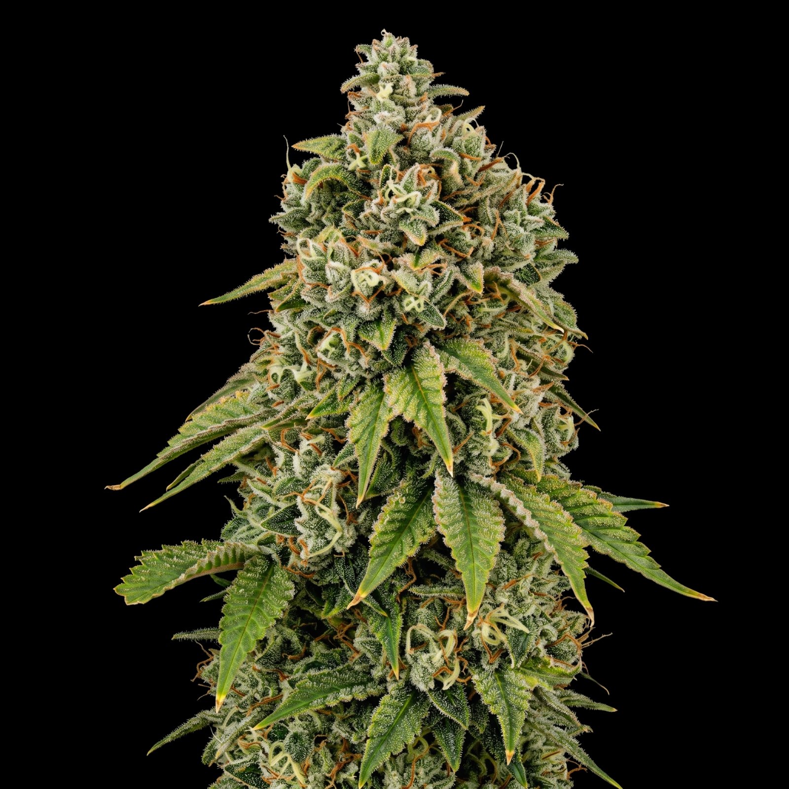 Biker Kush