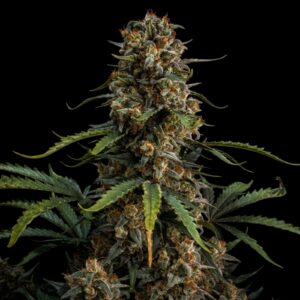 Afghan Auto