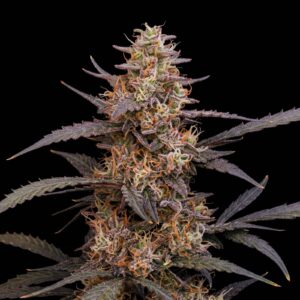 Amnesia Haze Auto