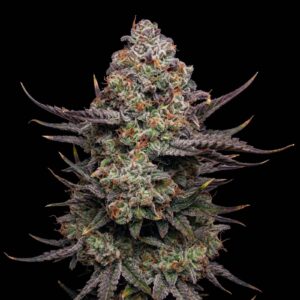 Apple Fritter Auto