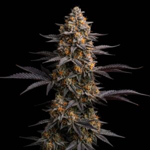 Black Domina Auto