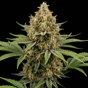 Bubble Kush Auto