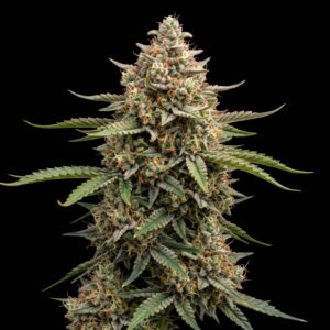 Fruit Punch