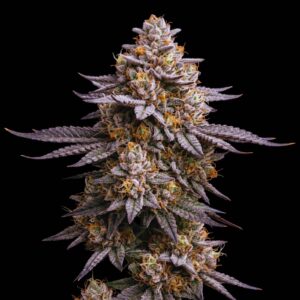Gelato Cake
