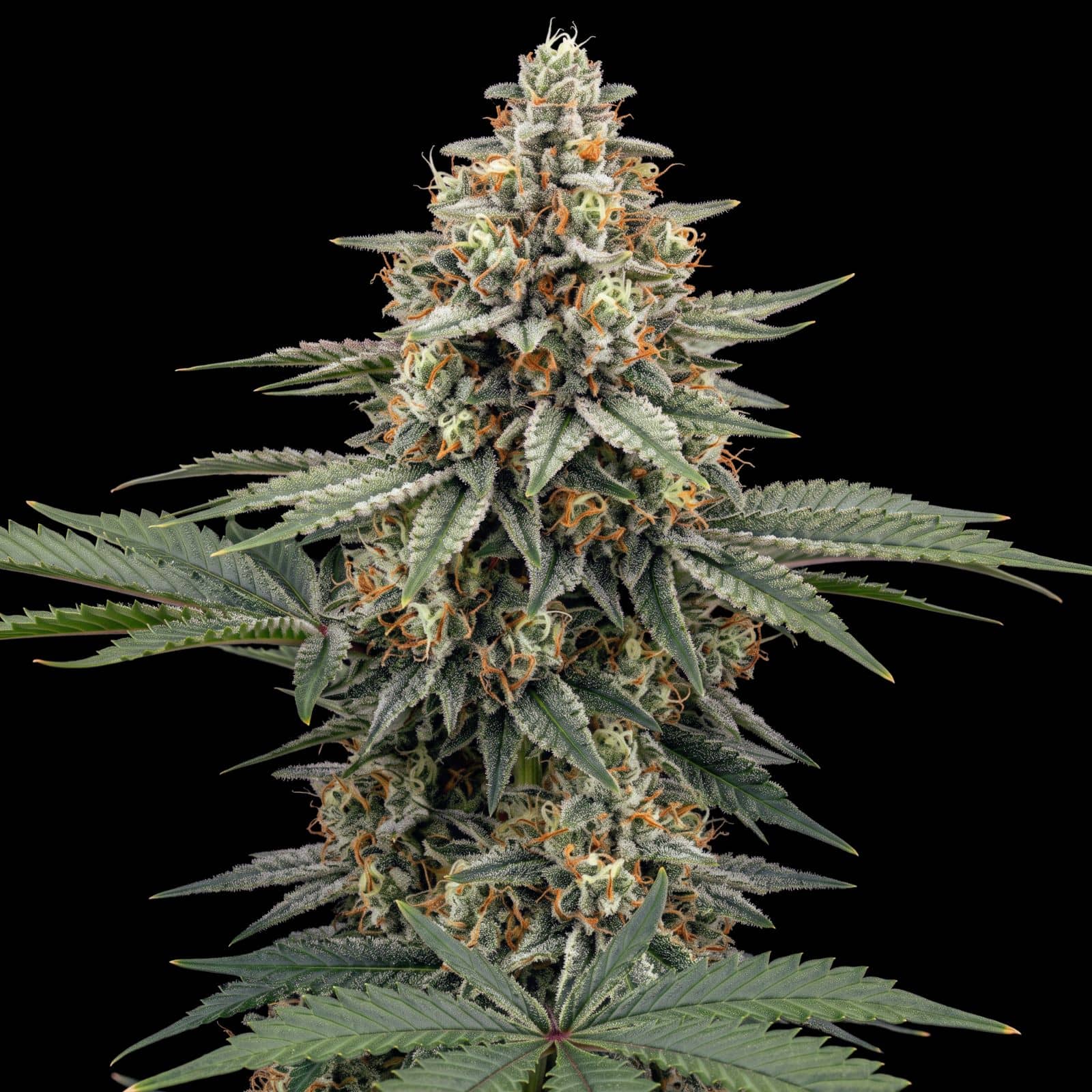Super Silver Haze
