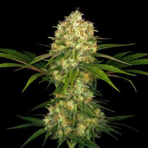 Afghani