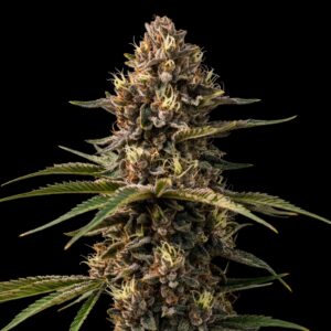 Animal Cookies