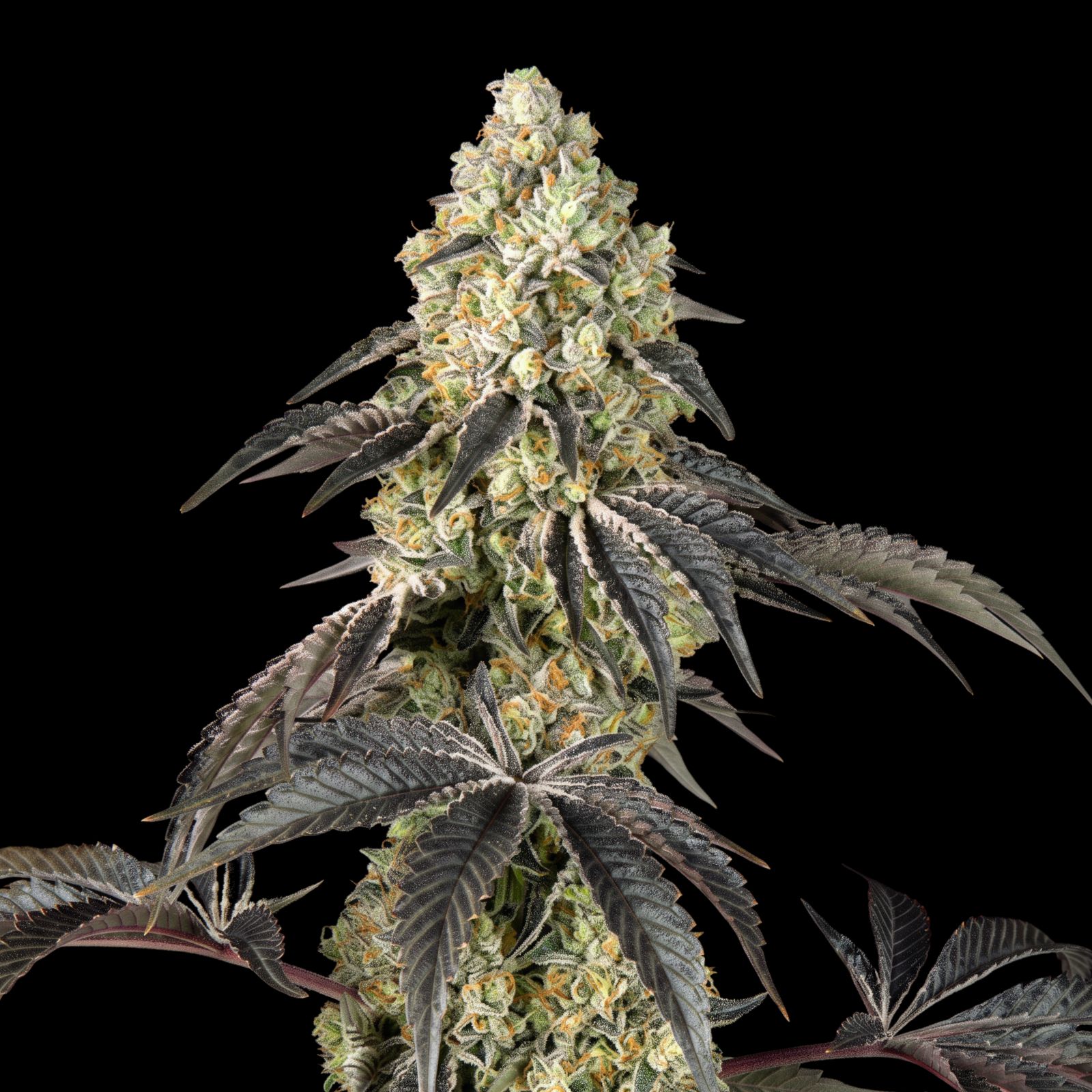 Black Cherry