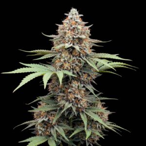 Bruce Banner Auto