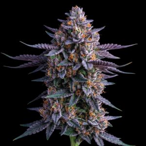 Chocolope Haze