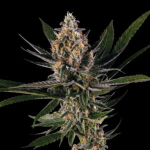 Colombian Haze