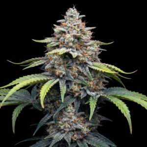 Critical Kush