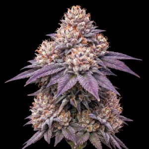 Critical Lemon Pie