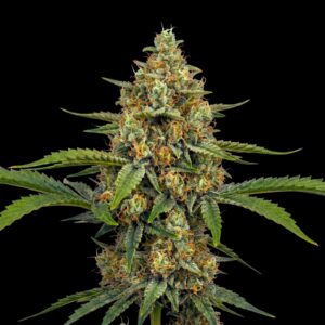 Critical Skunk