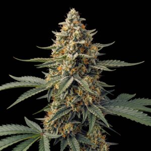 G13