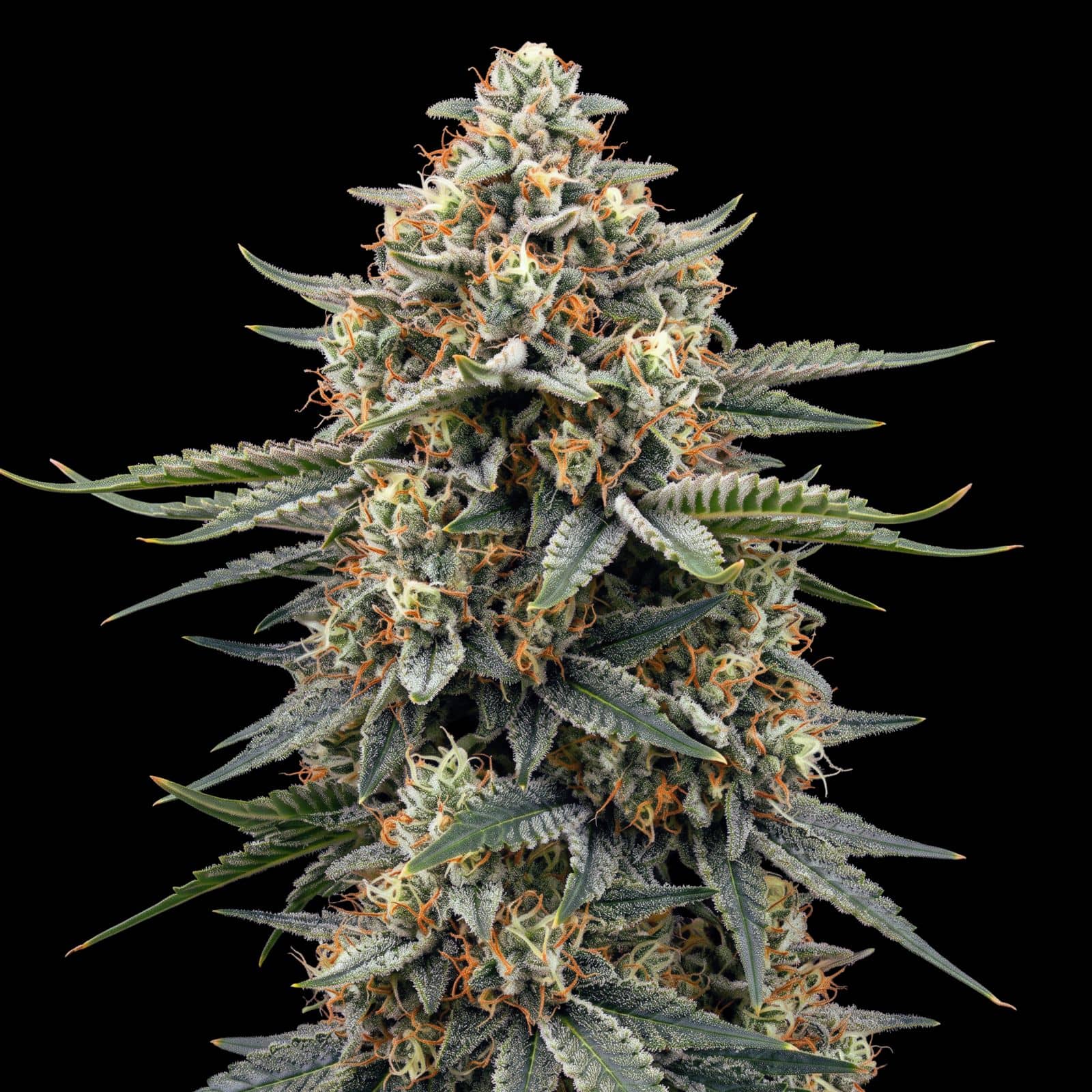 Gelato Auto