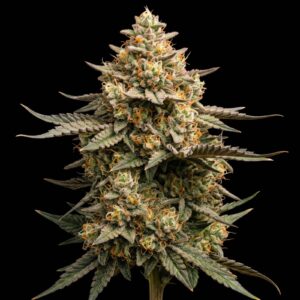 Gorilla Zkittlez
