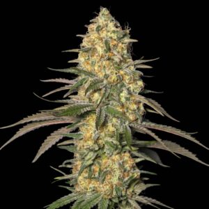 Jamaican Dream