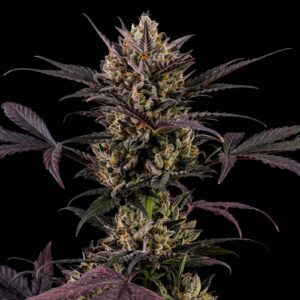 Lemon Haze Auto