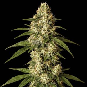 Lemon Kush
