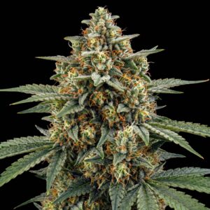 Lemon Skunk Auto