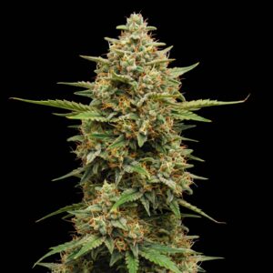 Magnum Auto