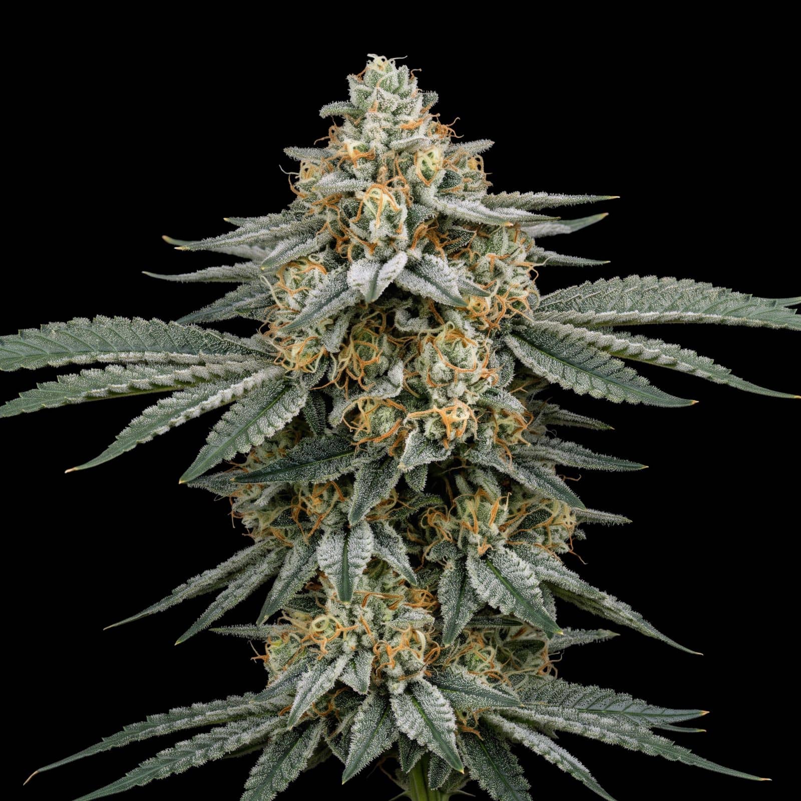 Mango Sherbet Auto