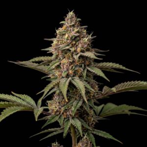 Melon Gum