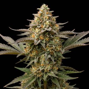 Mimosa Auto