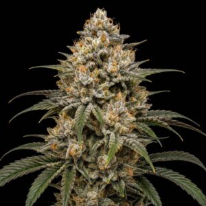 Miracle Alien Cookies