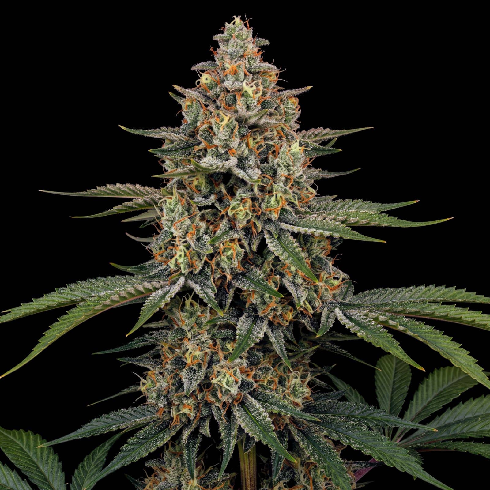 New York Diesel