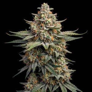 OG Kush Auto