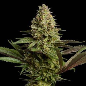 OG Kush CBD Auto