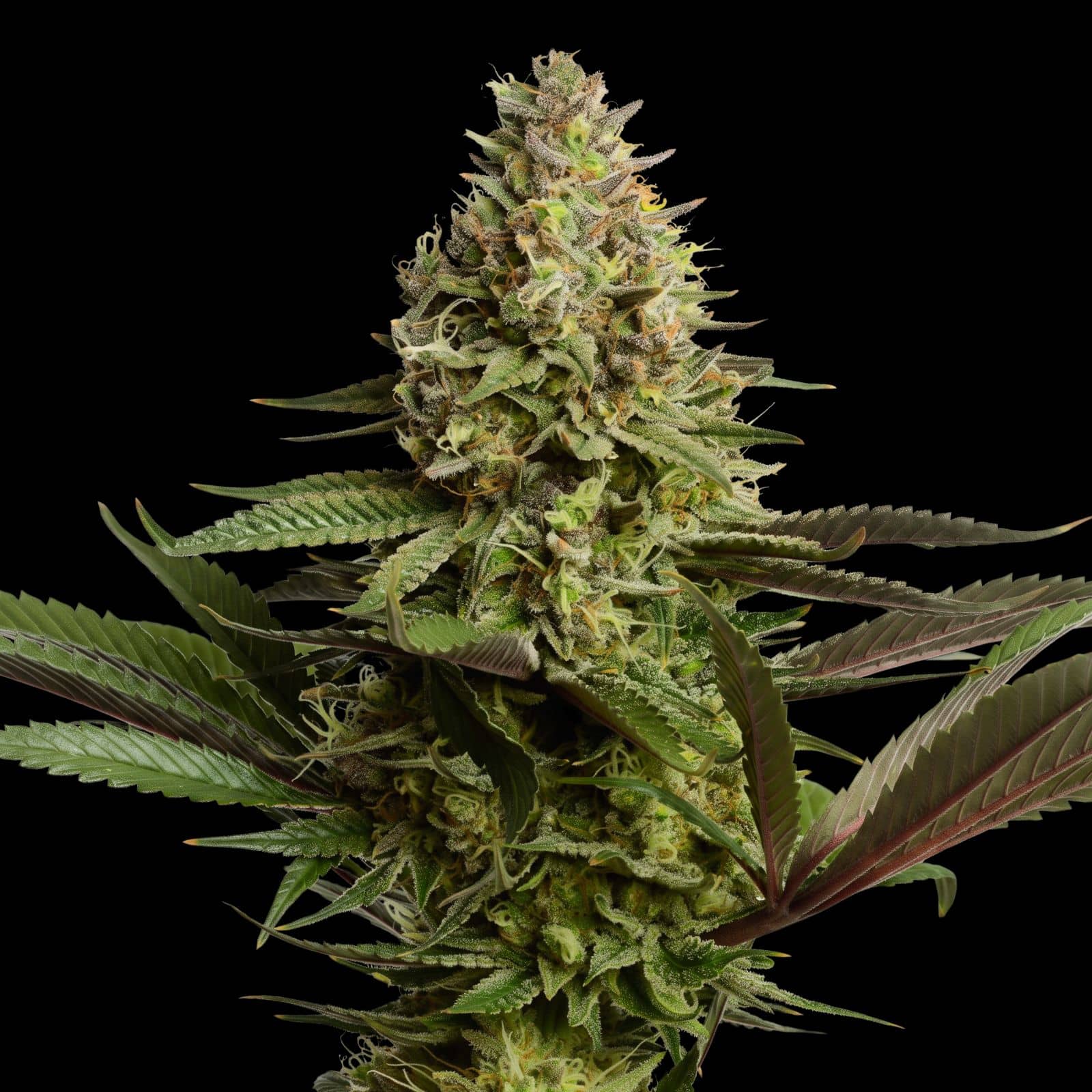 OG Kush CBD Auto