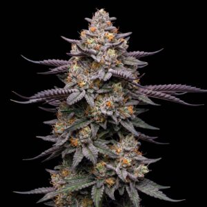 Purple Candy