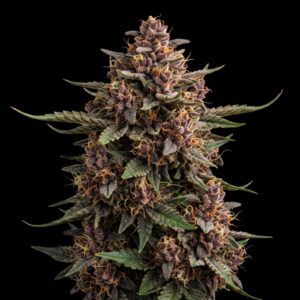 Purple Kush Auto