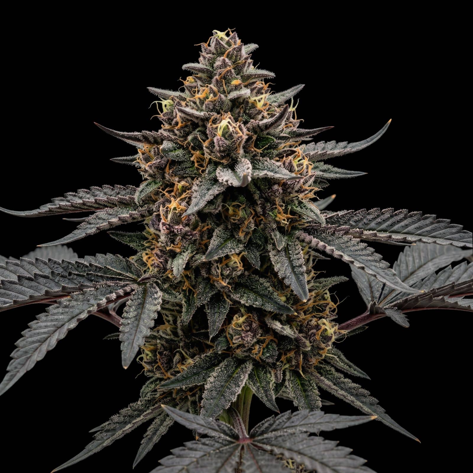 Purple Kush