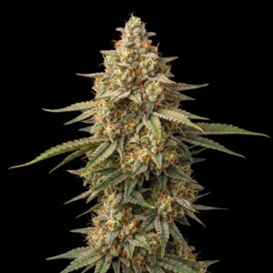 Quarter Pounder
