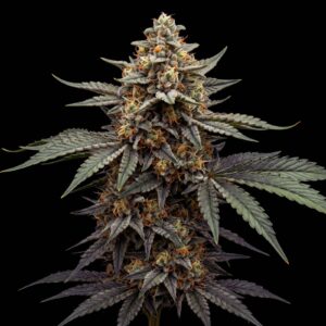 Red King Kong Auto
