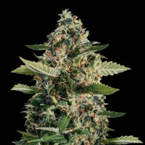 Sour Diesel Auto