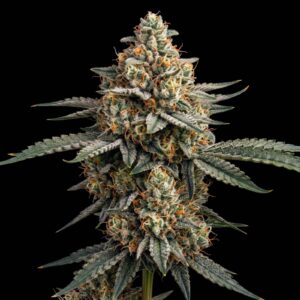 Sour Tangie